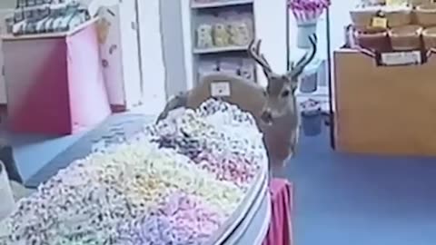 Deer in room