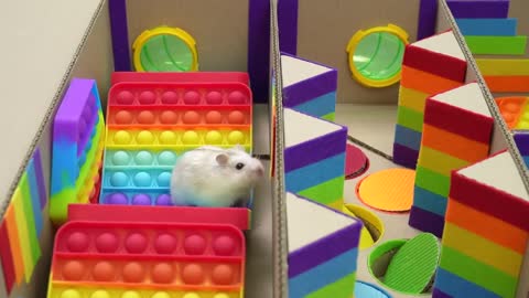 🐹 Hamster Escapes the Pop It Maze for Pets in real life 🐹 Homura Ham-17