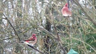 Purple Finches