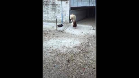 Hen attacks defenseless dog, strong video.12