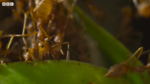 Weaver Ants Use Their Children as Cement | 4KUHD | China: Nature's Ancient Kingdom | BBC Earth