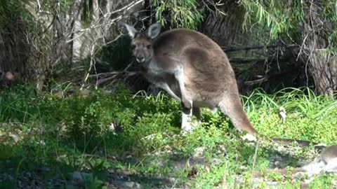 Kangaroo kills man in first fatal attack for 86 years