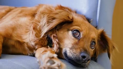 My cute dog is sitting quietly on the sofa