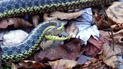 Garter Snake