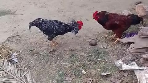 Indian rooster 🐓 fight