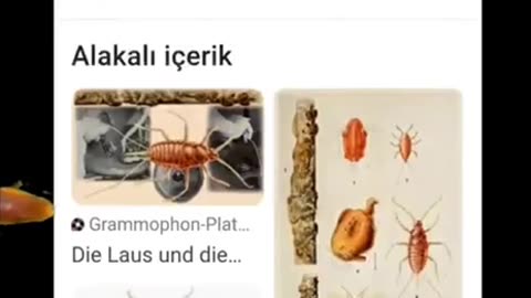 Kinder Schokobons - You will Eat ze bugs