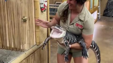 Got My Alligator a new enclosure Some of my favorite Animal video 2023 #trending #viral #2023