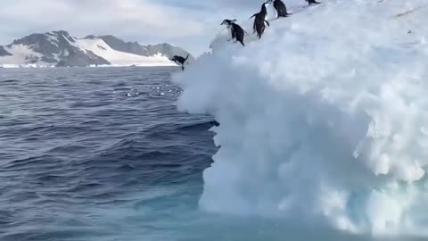 Jumping Penguin