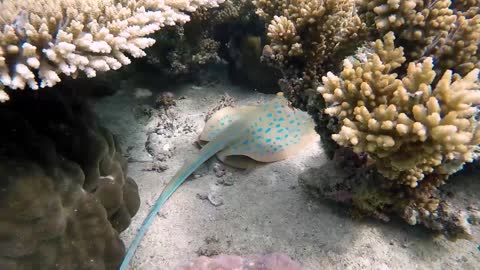 lying on the bottom of the sea bluespotted ribbontail ray