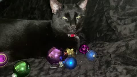 Sam the Cat laying with the Christmas Balls and eyes glowing