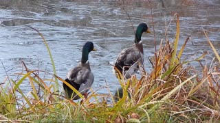 DUCKS ON ICE