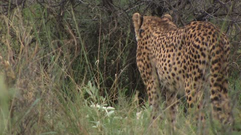 South Africa signs deal to send dozens of cheetahs to India
