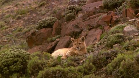 Lions is King But Fail! Mother Bear Save Her Baby From Puma Hunting, Giraffe vs Lions