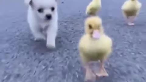 Dogs love for duck babys || My love cute puppy 🥰 Cute Dog love 😘 Omg so lovely 😍The world of my love