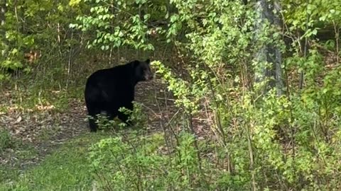 Aggressively waving an American flag at a bear... #standoff #part2 #bear #countrylife #pests