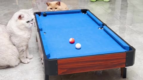 FUNNY CATS PLAYING POOL