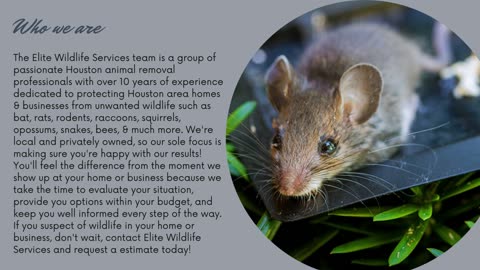 Rat Removal - Elite Wildlife Services