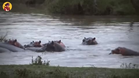 14 Angry Hippos Attacking And Crushing Their Opponents