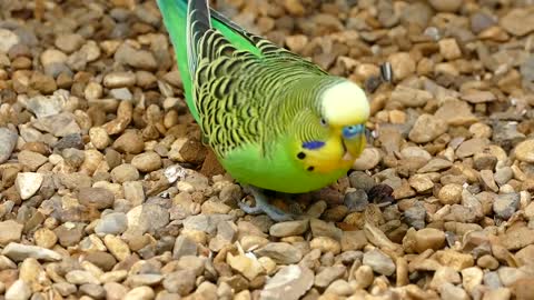 Colorful beautiful parrot ♡