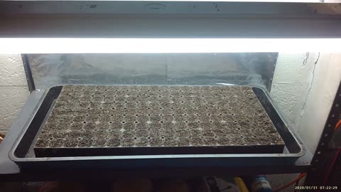 How I Am Sowing Peppers & Tomatoes In Cell Trays 3-11-2023 #WeekendSpecial