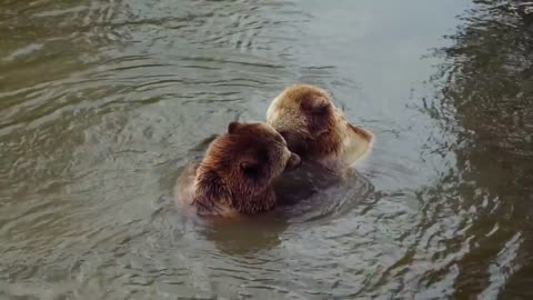 Lovely Bears Bathing And Loving In The River | Bear Swming In The River