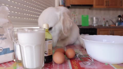 Funny Chef Dog Makes Crepes Cute Golden Retriever Puppy Bailey