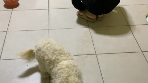 Puppy Gracefully Imitates Its Owner