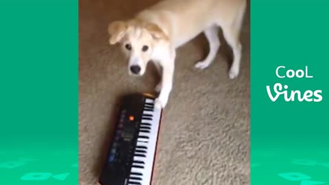 Funny Cat & Dog Compiltation 🐶 🐱 ❤️