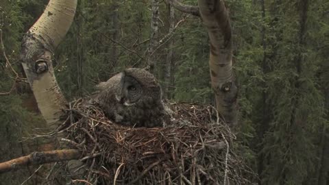 great gray owl family