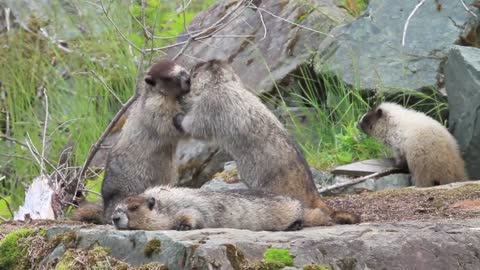 Marmots Family Animals Furry Cute Playing