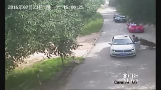 Caught live on camera: Woman mauled by tiger after stepping out of car to argue with husband