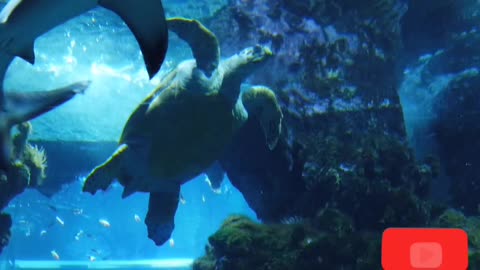 Tortoise 🐢 in under water