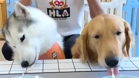 Funniest Animals 2023 😂 Funny Cats and Dogs 🐱🐶 | Funny Animal Videos🐕 pets lover-Animal lover # 20
