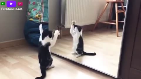 Funny Cat sees itself first time on mirror