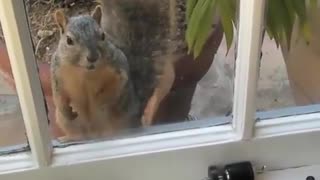 squirrel watching X speedrun