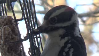 Woodpecker