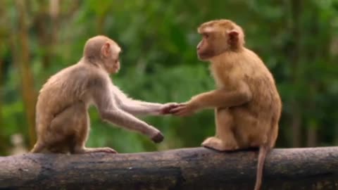 funny monkey fight