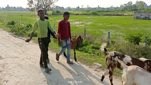 Rural Life In India Uttar Pradesh Village [] Natural Life In India Village [] Daily Routine In Vill