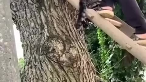 Cat Rescued from Tree