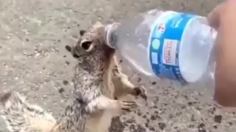 Thirsty Squirrel Asking For Water