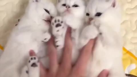 cute little kitens VIDEO.