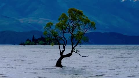Lonely Tree Of Lake Wanaka New Zealand