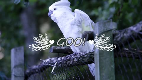 *Dancing White Parrot*