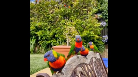 Beautiful chirping parrots