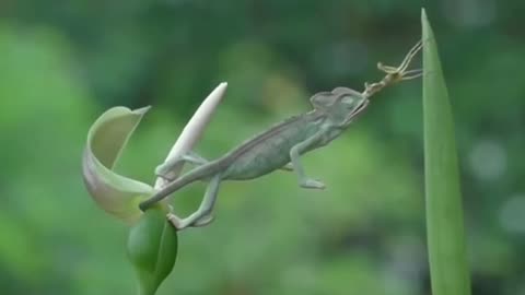 mantis vs chameleon😱