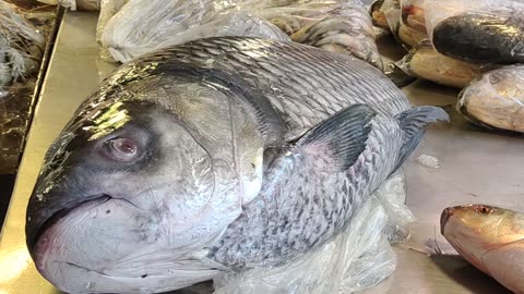 Giant 20 kG katla Carp Fish Live In Bangladeshi Fish Market