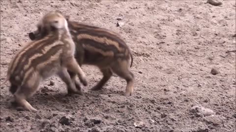 Little boar 🐗 fight 😂😂😂