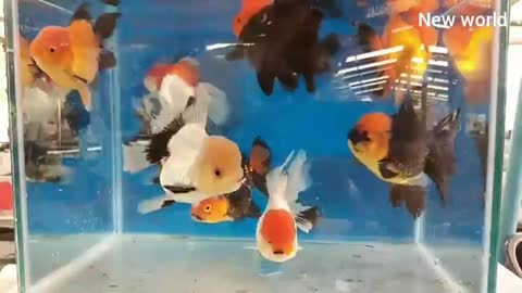 Multiple spot fish