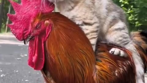 Nice friendship hen and cat #short #shortsfeed #trending #animals #wildanimals #nature #hen #cat