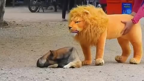 Funny animal video 😂😂😂